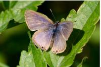 Lampides boeticus