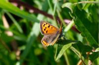 Lycaena phlaeas