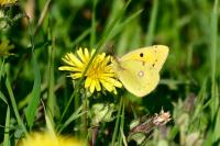 Colias crocea