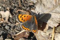 Lycaena phlaeas