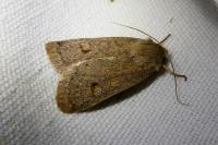 Xestia castanea