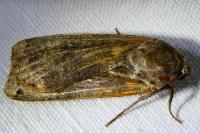 Noctua pronuba