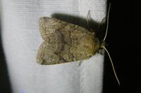 Propenistra laevis