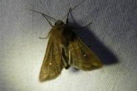 Mythimna albipuncta