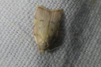 Carcina quercana
