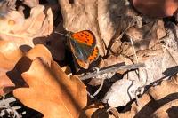 Lycaena phlaeas