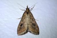 Udea ferrugalis