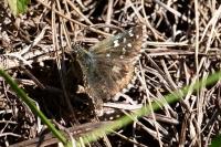 Pyrgus armoricanus