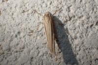 Ancylolomia