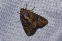 Mesapamea secalella