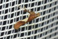 Caloptilia stigmatella
