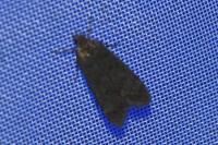 Anacampsis timidella