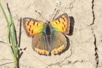 Lycaena phlaeas