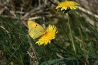 Colias crocea