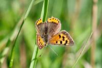 Lycaena phlaeas