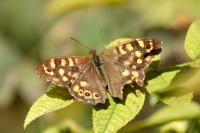 Pararge aegeria