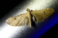 Eupithecia