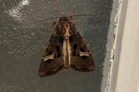 Trigonophora flammea