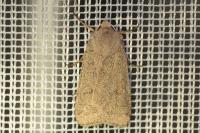 Xestia castanea