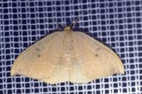 Watsonalla binaria