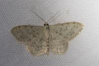 Scopula marginepunctata
