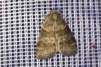 Cymatophorina diluta