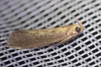 Oncocera semirubella