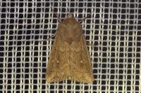 Mythimna albipuncta