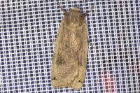Noctua pronuba