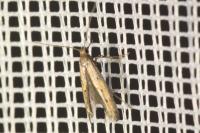 Ochromolopis ictella