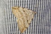 Aplocera efformata/plagiata
