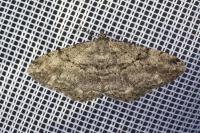 Peribatodes rhomboidaria