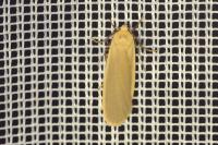 Katha depressa