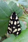 Arctia villica