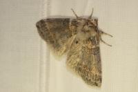 Cymatophorina diluta