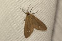 Dysauxes ancilla