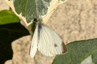 Pieris mannii