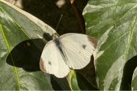 Pieris mannii