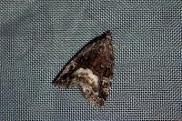 Deltote pygarga