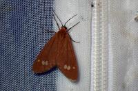 Dysauxes ancilla