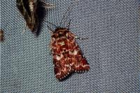 Anarta myrtilli