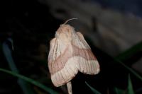 Malacosoma neustria