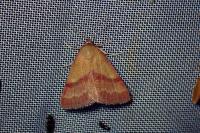 Phytometra viridaria
