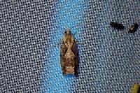 Zeiraphera isertana