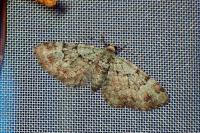 Pasiphila rectangulata