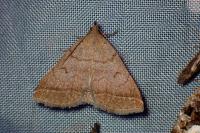 Herminia tarsipennalis