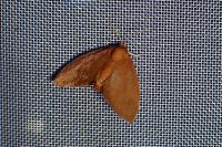 Heterogenea asella