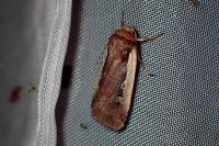 Ochropleura plecta