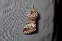 Drymonia querna