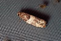 Gypsonoma dealbana
